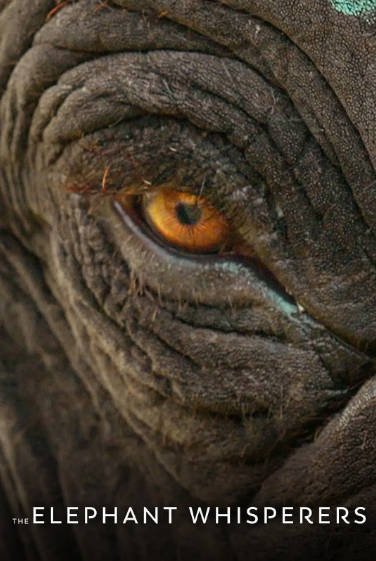 [纪录片]《小象守护者》（2022年）[夸克网盘]-夸克网盘影视资源站