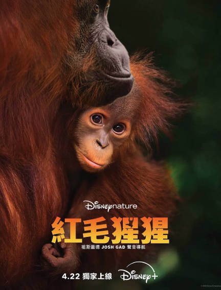 [纪录片]《红毛猩猩》（2026年）[夸克网盘]-最都音影视资源站